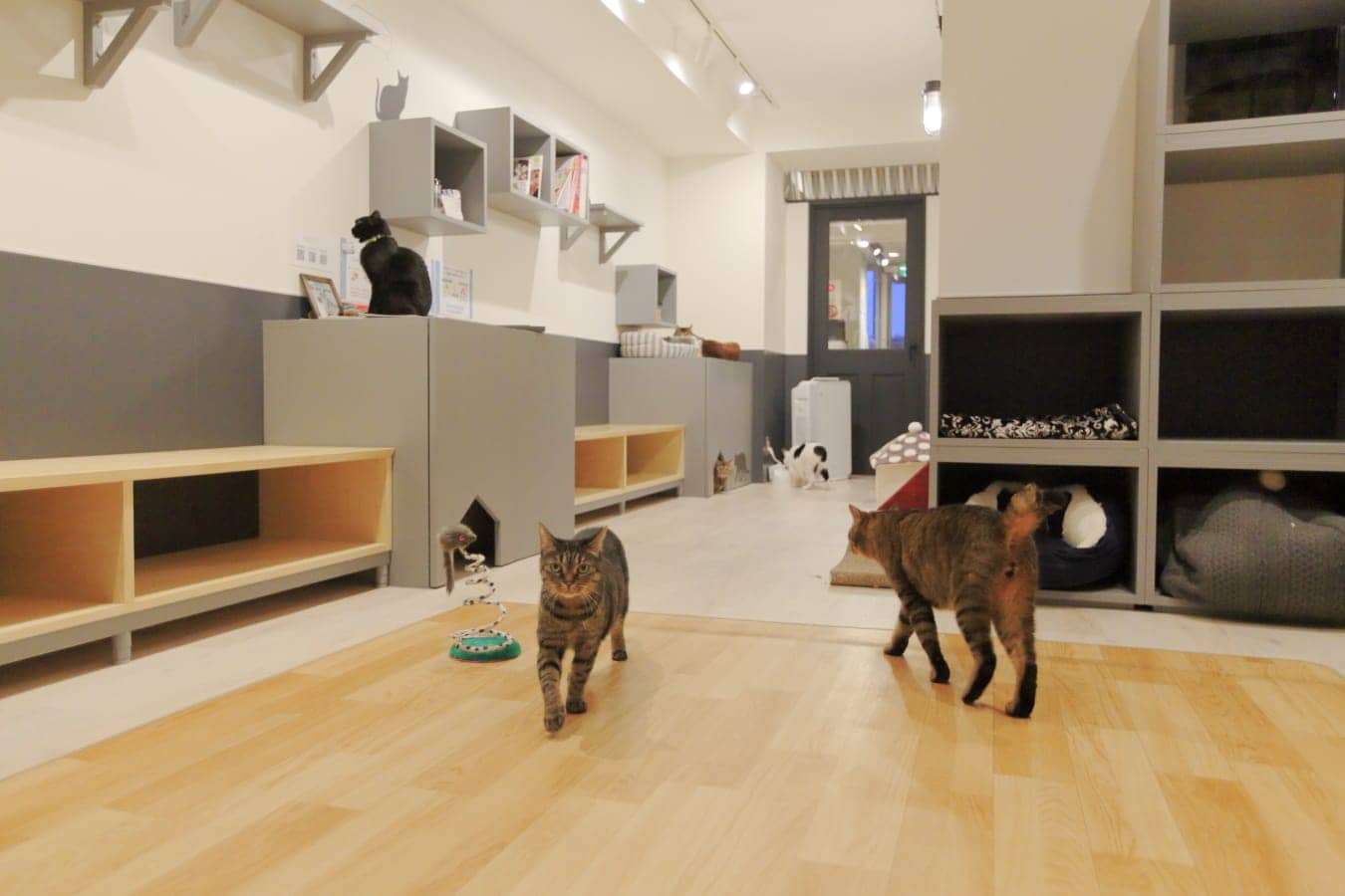 保護猫カフェ ネコリパブリック東京池袋店 | ネコリパブリック｜日本の猫の殺処分をゼロに！