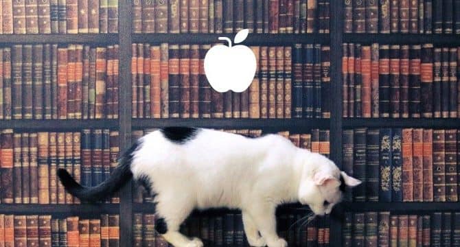 りんご猫とは、、