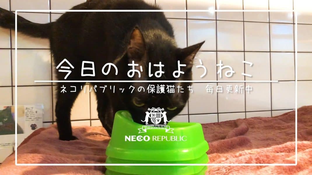 今日のおはようねこ あんこ ネコリパブリック 日本の猫の殺処分をゼロに