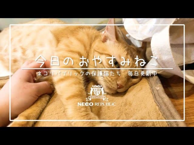 今日のおやすみねこ ゆう ネコリパブリック 日本の猫の殺処分をゼロに