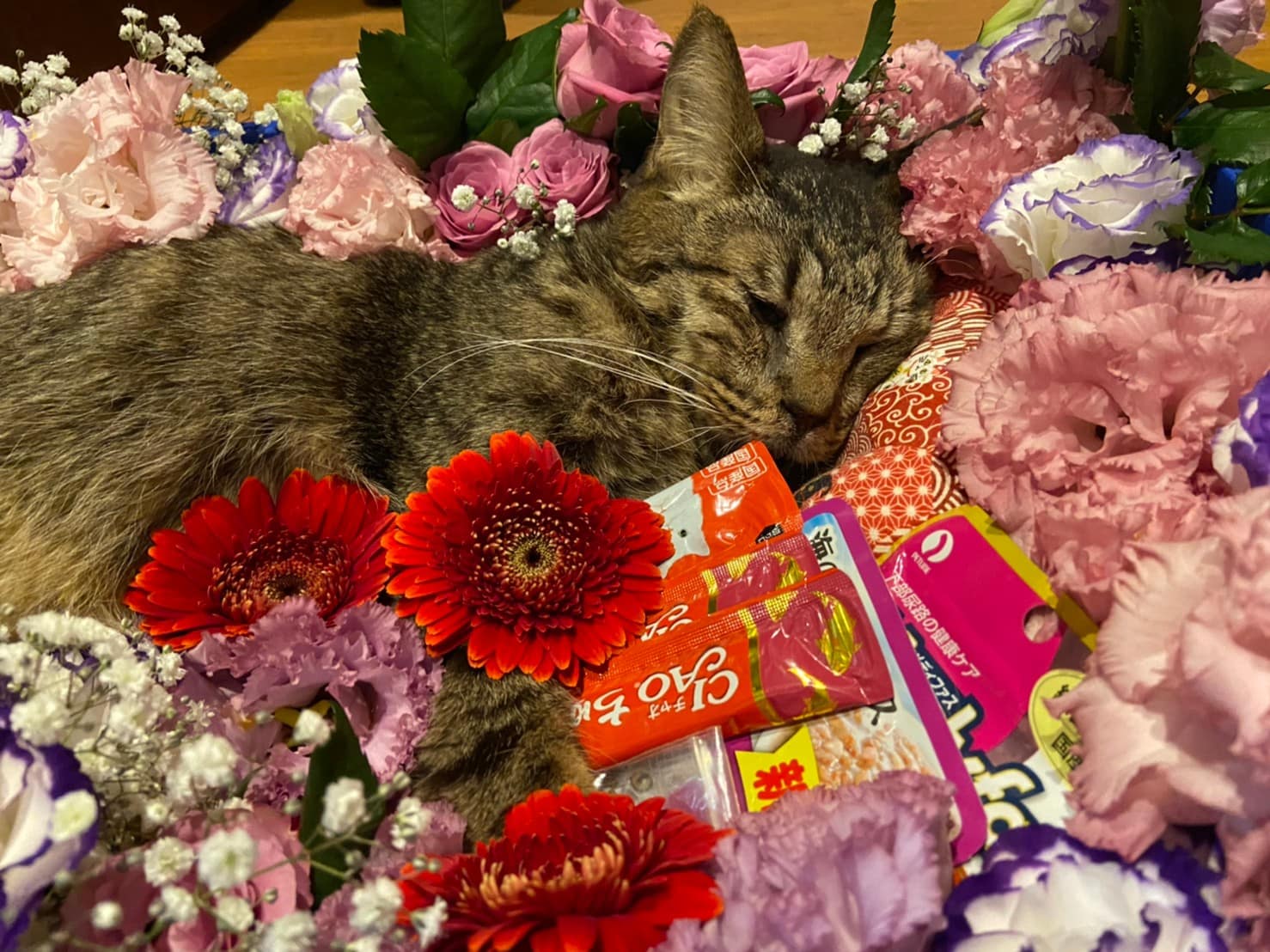 さよなら、ありがとうザク | ネコリパブリック｜日本の猫の殺処分を