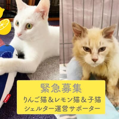 りんご猫＆レモン猫＆子猫シェルター運営サポーター緊急大募集