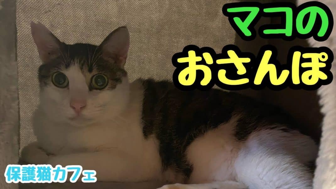 愛くるしいマコちゃん マコ ネコリパブリック 日本の猫の殺処分をゼロに