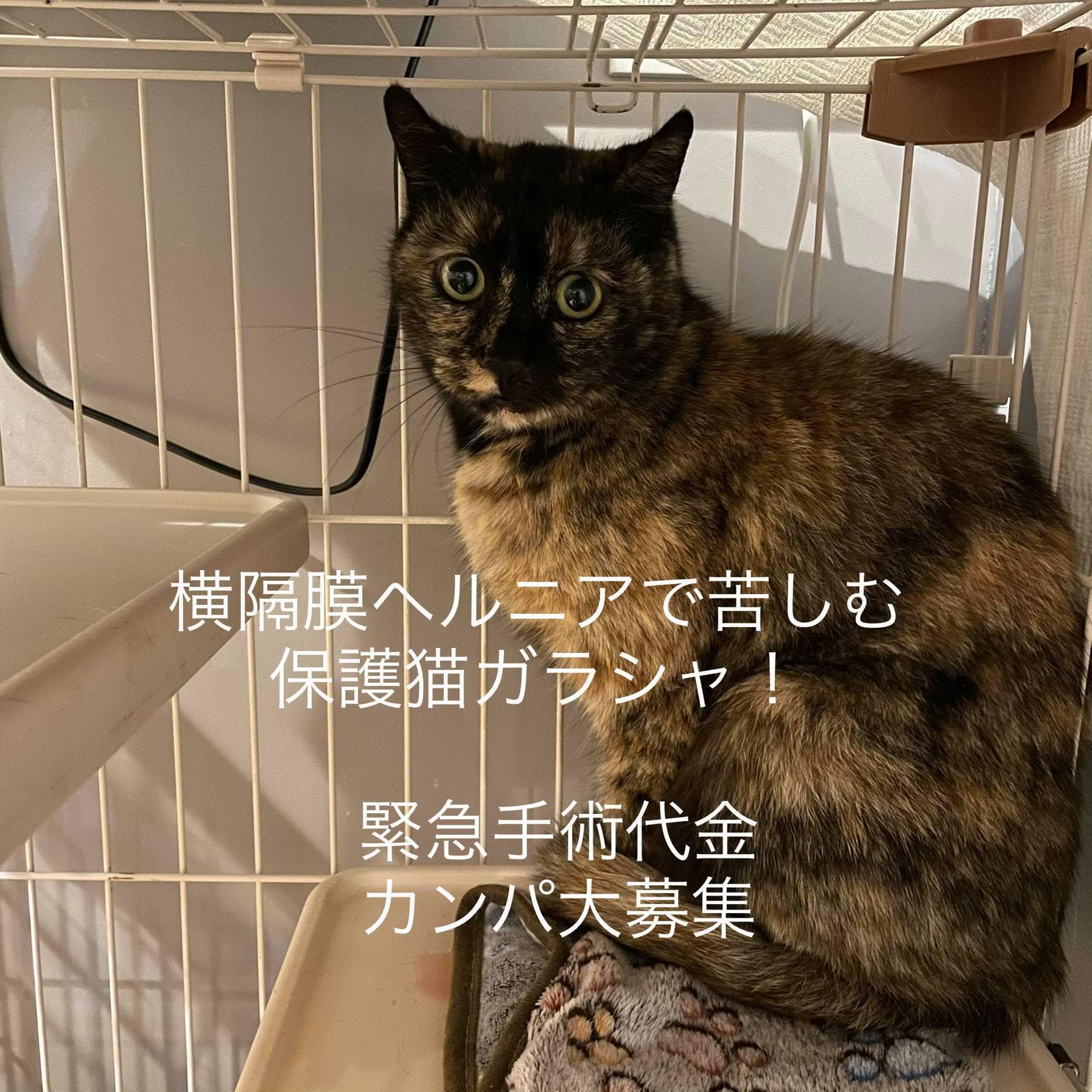 横隔膜ヘルニアの保護猫ガラシャのためにカンパをお願いします