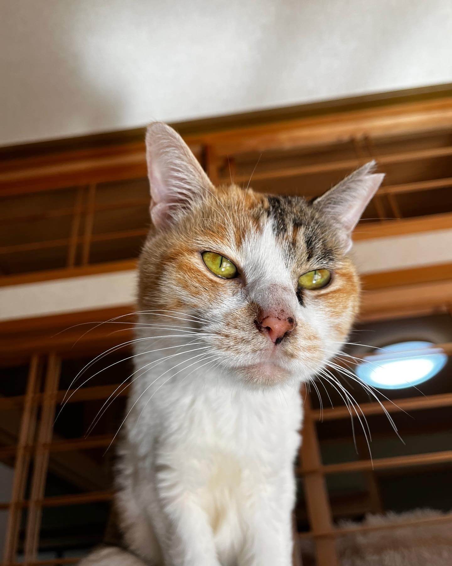 妙子【お茶の水】 | ネコリパブリック｜日本の猫の殺処分をゼロに！