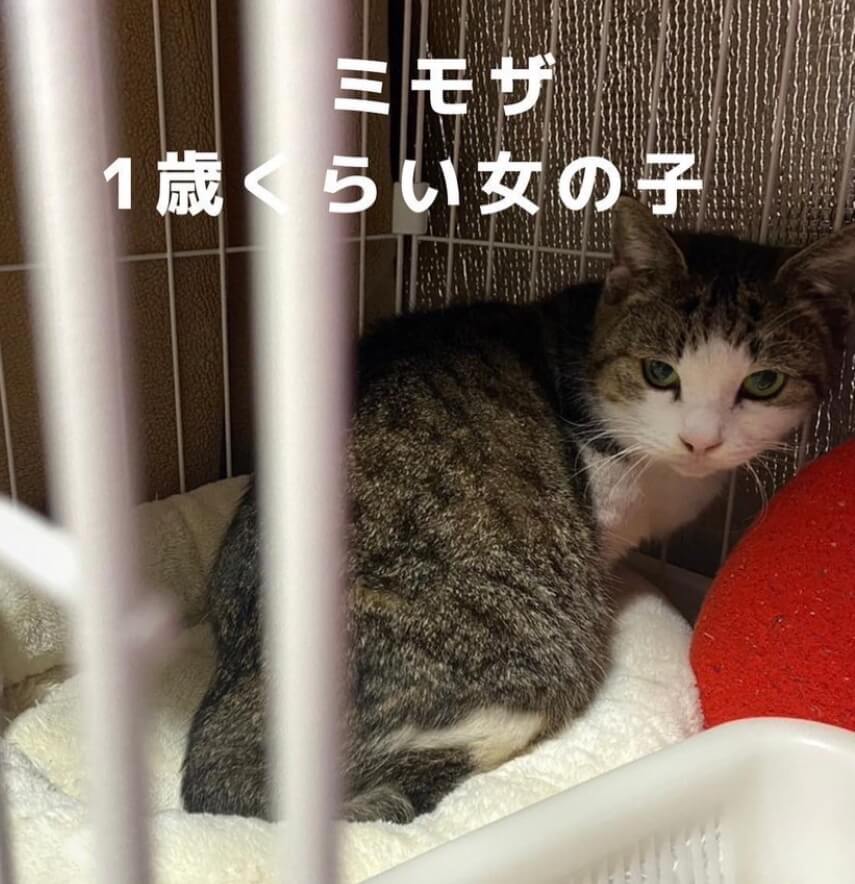 ミモザ【ちびびの森シェルター】 | ネコリパブリック｜日本の猫の殺