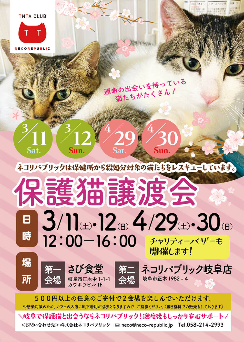 3月11日（土）12日（日）！岐阜県最大級 子猫＆保護猫譲渡会! 大人猫の