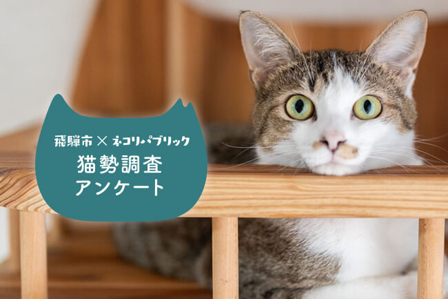 国勢調査ならぬ「猫勢調査」？！ 岐阜県飛騨市にて、ふるさと納税を