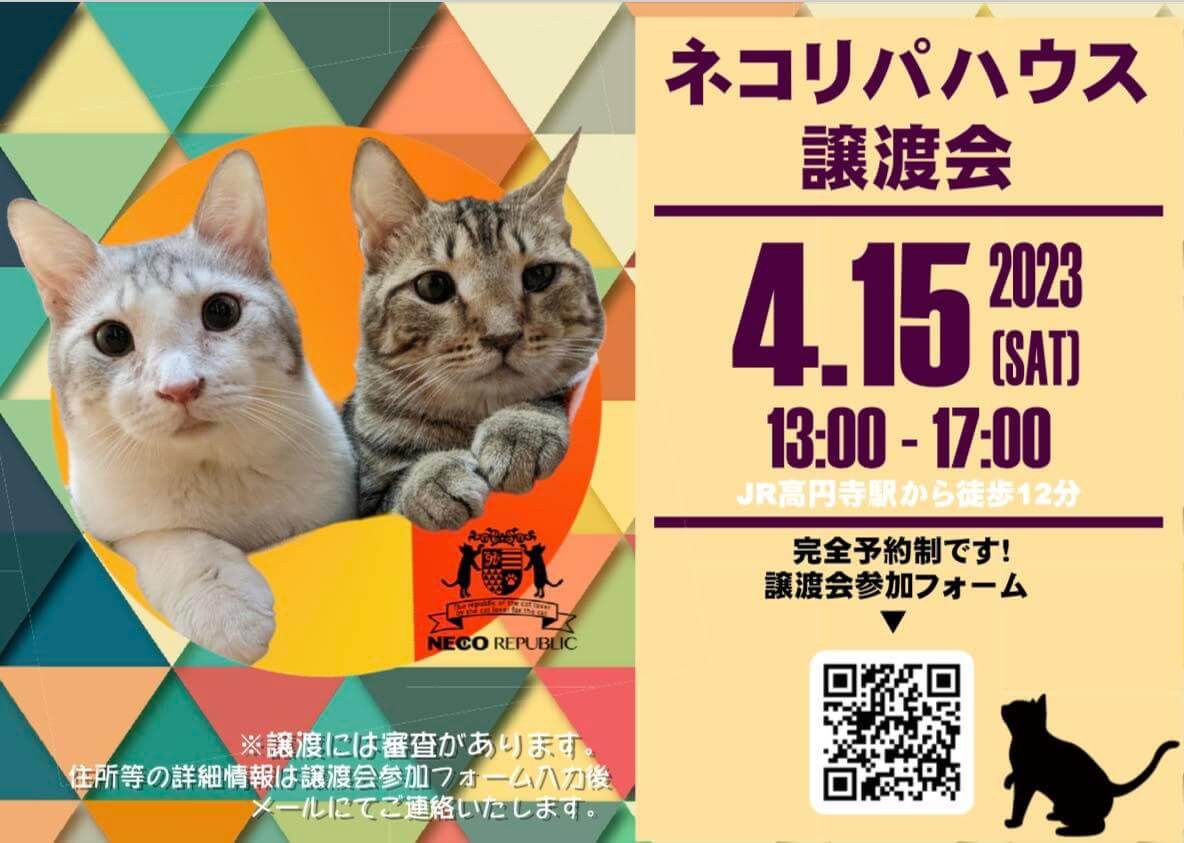 ✨お一人暮らしでも！ご高齢の方でも！飼育未経験の方でも！保護猫との