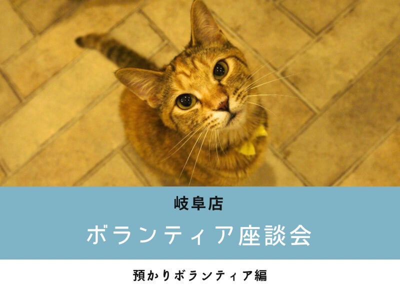 岐阜店〉保護猫ボランティア座談会－預かり編－ その① | ネコリ