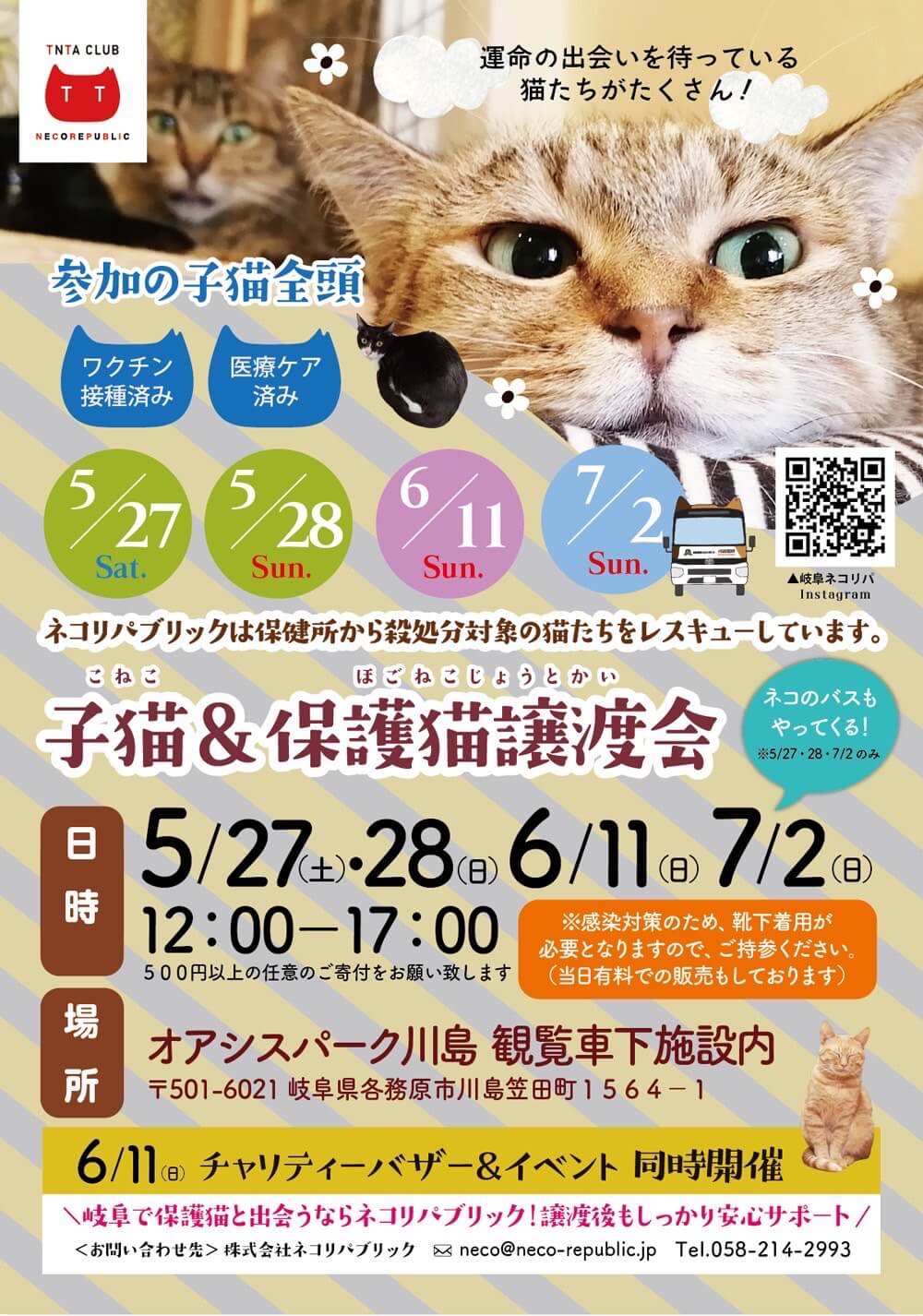 6月11日（日）！岐阜県最大級 子猫＆保護猫譲渡会! 「かわいい」が