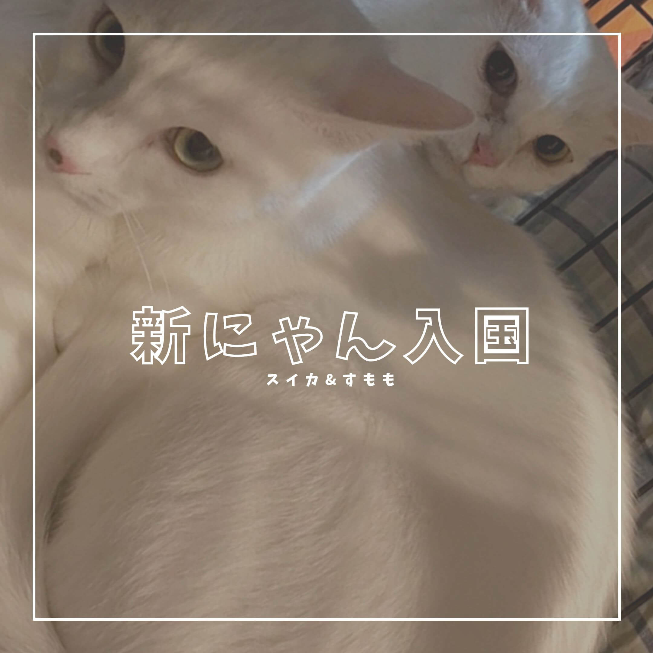 🔔新にゃん入国のお知らせ🚩】 | ネコリパブリック｜日本の猫の殺処分