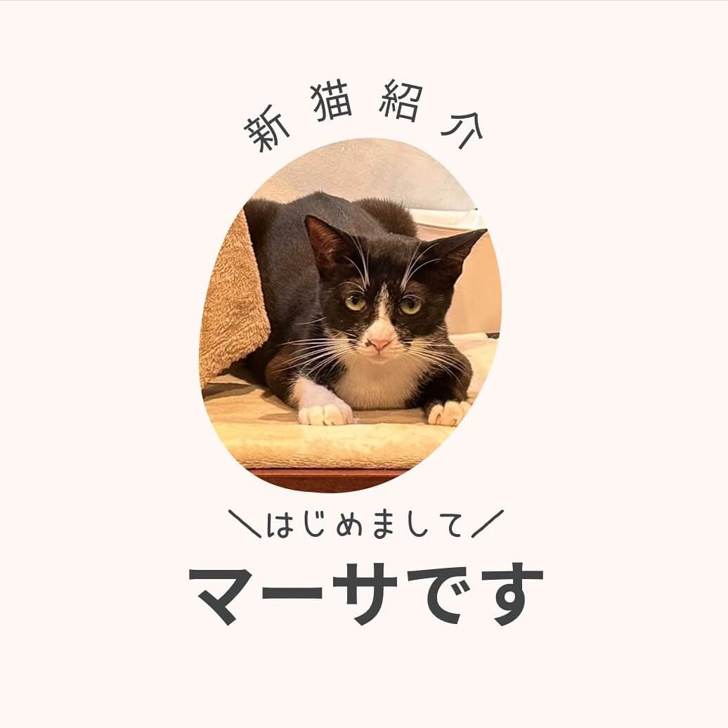 新猫マーサちゃん入国のお知らせ🎉 | ネコリパブリック｜日本の猫の