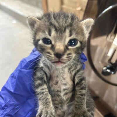 猛(たけし)【高円寺】→モンド