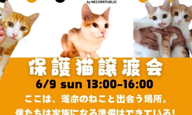 ✨キャットマッチングハウスで譲渡会✨毎月第2日曜日開催の保護猫譲渡会🐈