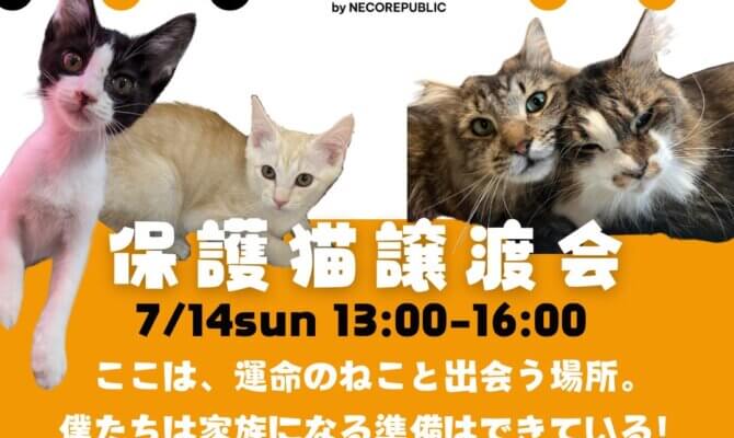 ✨キャットマッチングハウスで譲渡会✨毎月第2日曜日開催の保護猫譲渡会🐈