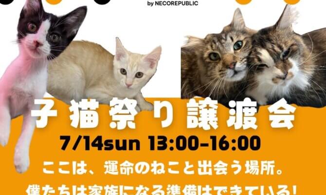 ✨キャットマッチングハウスで子猫祭り譲渡会を開催します✨