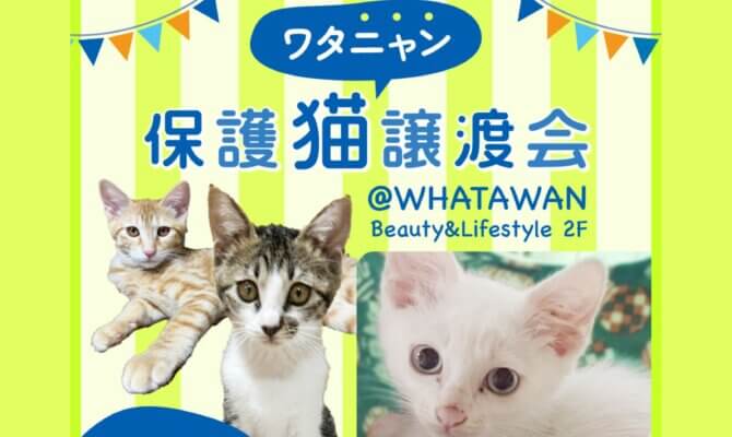 新✨開催！ワタニャン保護猫譲渡会atWHATAWON