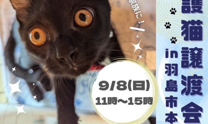 保護猫を家族に迎え入れませんか？保護猫譲渡会＠羽島市本覚寺