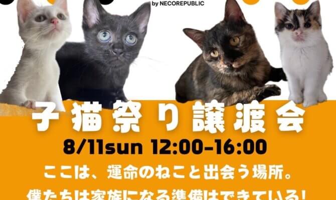 ✨キャットマッチングハウスで保護猫譲渡会を開催✨