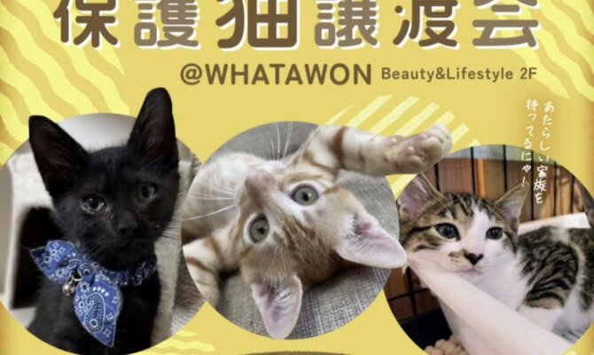 【好評につき、再び❗】秋の第二回ワタニャン保護猫譲渡会atWHATAWON🍁