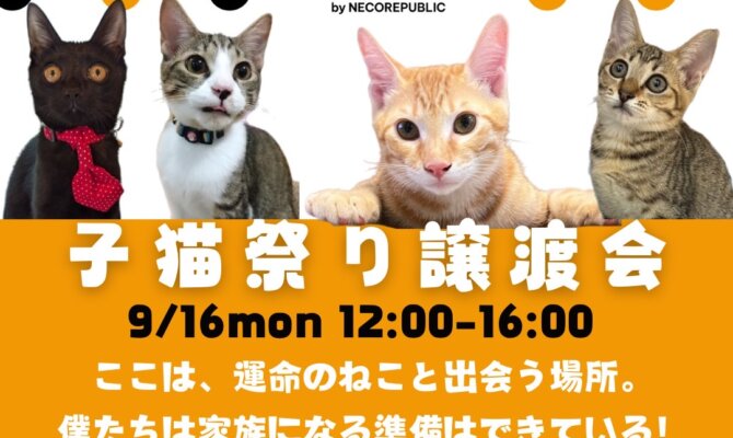 2024年9月もキャットマッチングハウスで、保護猫譲渡会を開催🐈✨