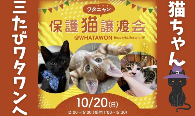 【三たび、ネコちゃん大集合🐾】第三回ワタニャン保護猫譲渡会atWHATAWON🎃⭐