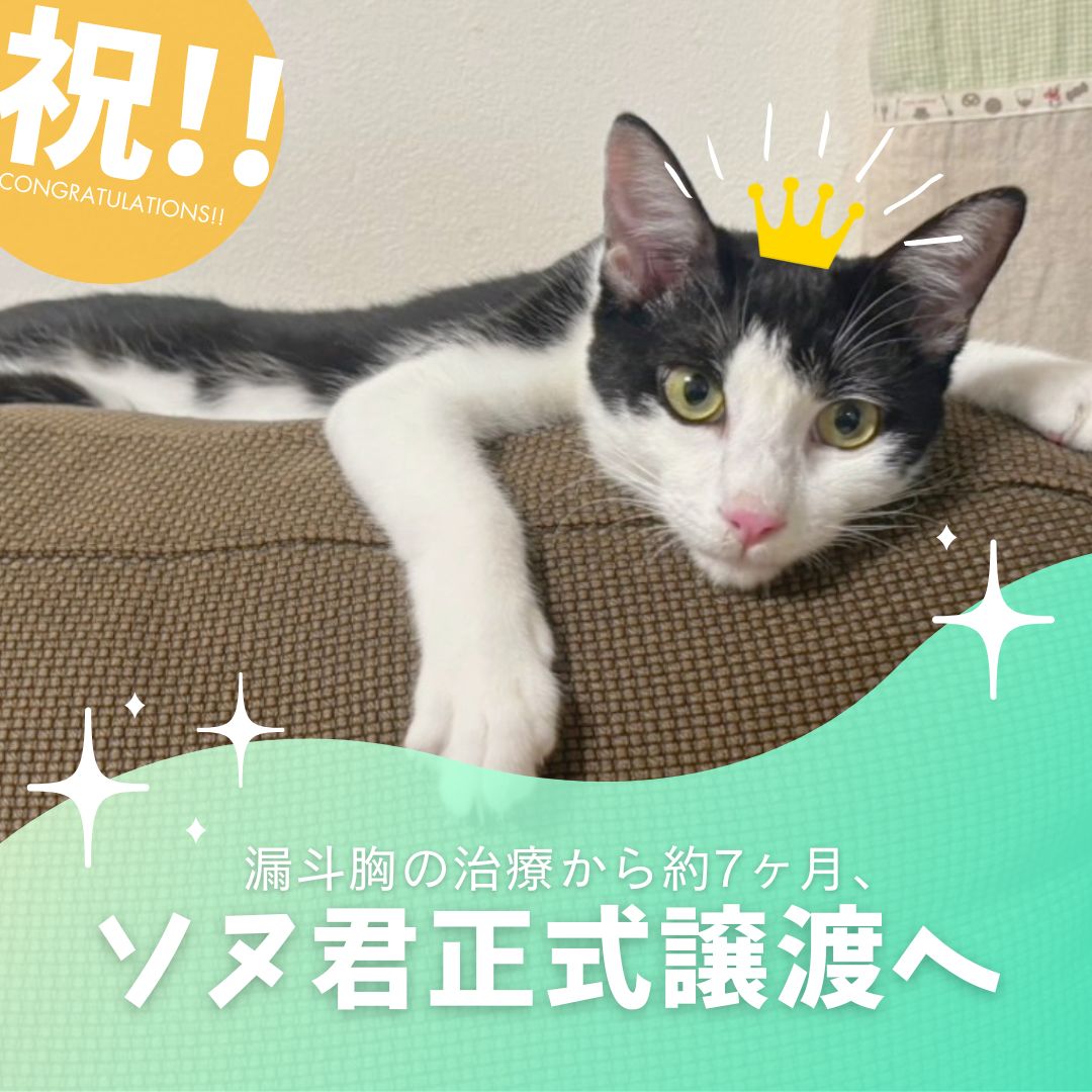 祝❗漏斗胸のソヌ君、ついに正式譲渡へ😺✨ | ネコリパブリック｜日本の猫の殺処分をゼロに！