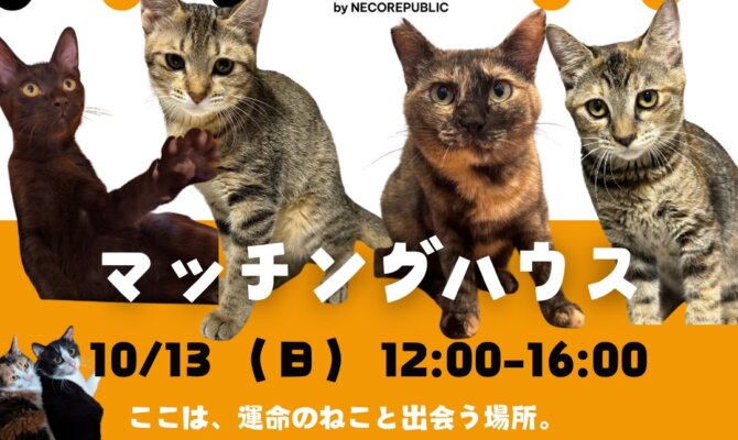 運命の出会いを🩷キャットマッチングハウスで、子猫譲渡会を開催🐈✨