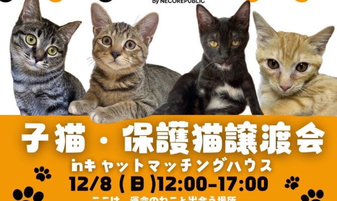 保護猫と新年を迎えませんか？キャットマッチングハウスで譲渡会を開催🐈✨