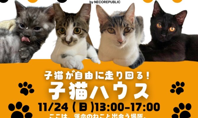 元気いっぱい子猫たちと運命の出会いを！子猫ハウス譲渡会を開催🐈✨