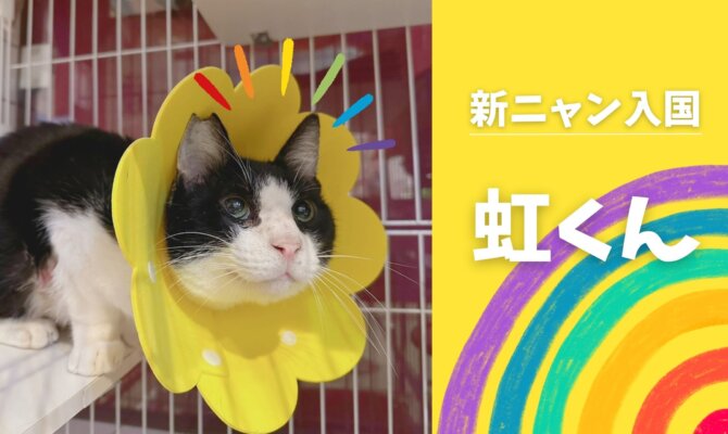 ♨️新にゃん入国🚩ニンゲン大好きなスリゴロ虹くん🌈