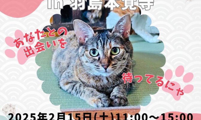 お寺でつなぐ、小さな命のご縁🐾保護猫譲渡会＠羽島市本覚寺