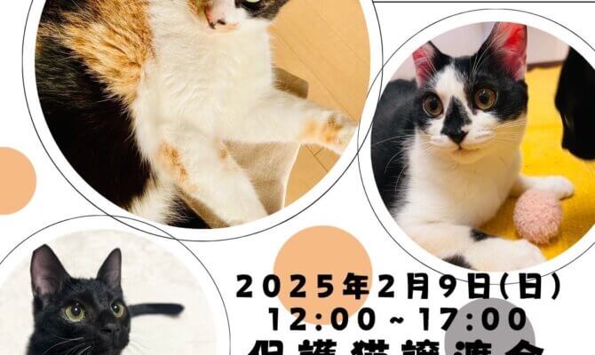 あなたの優しさが、保護猫たちの未来を変える🤝キャットマッチングハウスで譲渡会を開催🐈✨