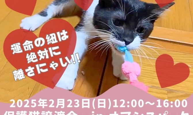 ふわふわの幸せ、迎えてみませんか？保護猫たちが新しい家族を待っています🐾保護猫譲渡会＠オアシスパーク